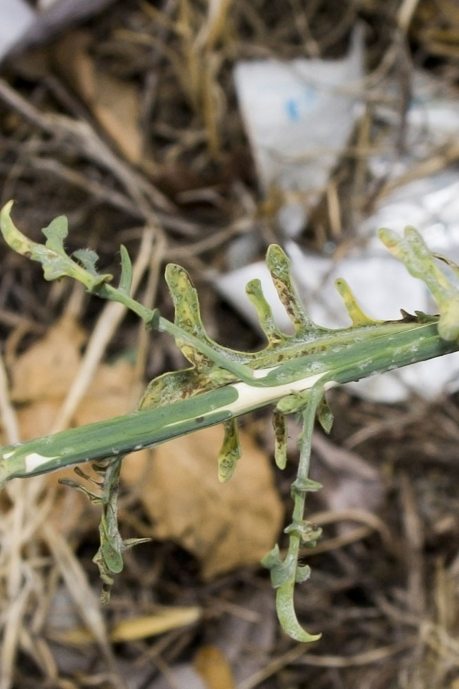 Lactuca viminea / Lattuga alata